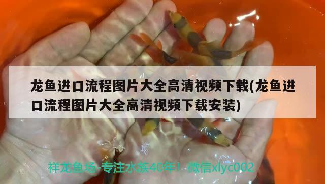 龍魚進(jìn)口流程圖片大全高清視頻下載(龍魚進(jìn)口流程圖片大全高清視頻下載安裝)