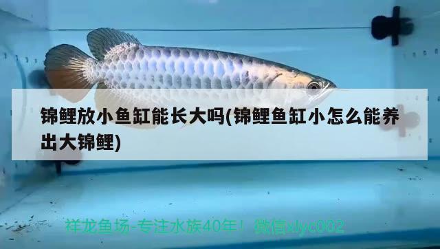 錦鯉放小魚缸能長大嗎(錦鯉魚缸小怎么能養(yǎng)出大錦鯉) 印尼紅龍魚