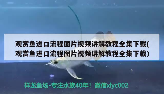 觀賞魚進口流程圖片視頻講解教程全集下載(觀賞魚進口流程圖片視頻講解教程全集下載) 觀賞魚進出口