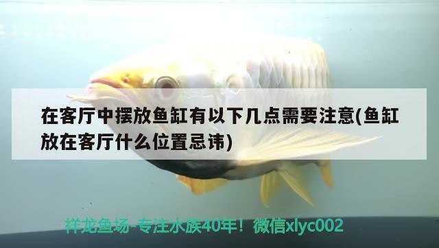 在客廳中擺放魚缸有以下幾點(diǎn)需要注意(魚缸放在客廳什么位置忌諱)