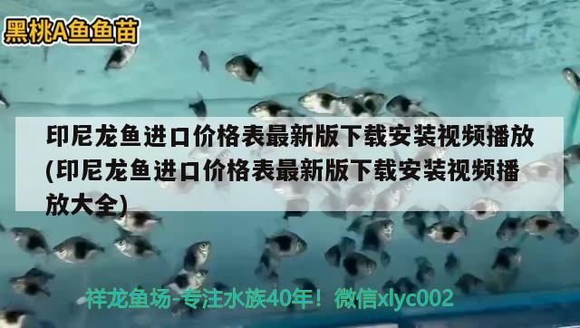 印尼龍魚進口價格表最新版下載安裝視頻播放(印尼龍魚進口價格表最新版下載安裝視頻播放大全)