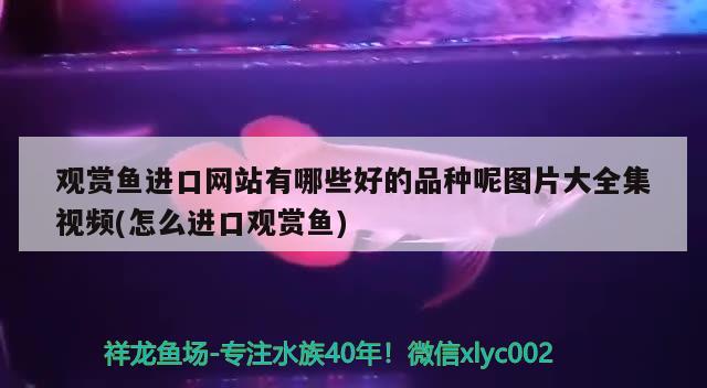 觀賞魚進(jìn)口網(wǎng)站有哪些好的品種呢圖片大全集視頻(怎么進(jìn)口觀賞魚) 觀賞魚進(jìn)出口