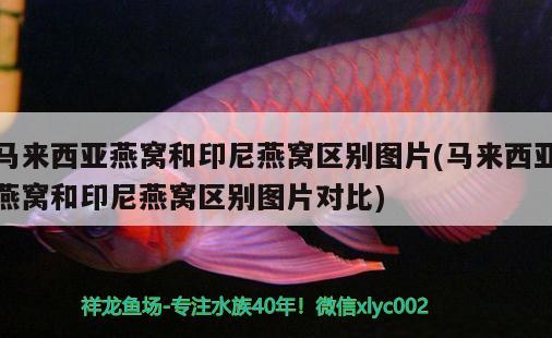 印尼觀賞魚(yú)進(jìn)口價(jià)格表大全圖解圖片(印尼觀賞魚(yú)進(jìn)口價(jià)格表大全圖解圖片及價(jià)格) 觀賞魚(yú)進(jìn)出口 第1張