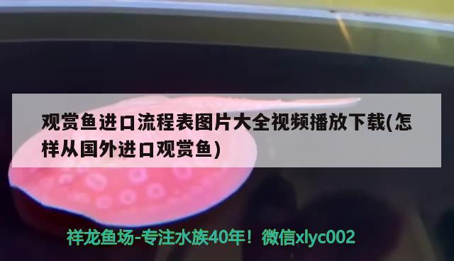 觀賞魚進口流程表圖片大全視頻播放下載(怎樣從國外進口觀賞魚) 觀賞魚進出口