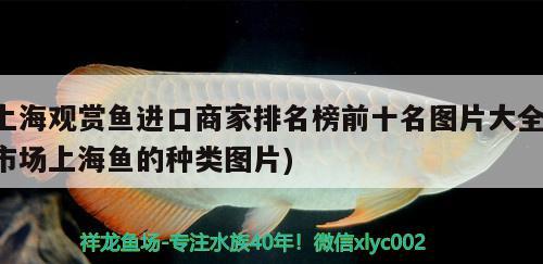 上海觀賞魚進(jìn)口商家排名榜前十名圖片大全(市場上海魚的種類圖片) 觀賞魚進(jìn)出口