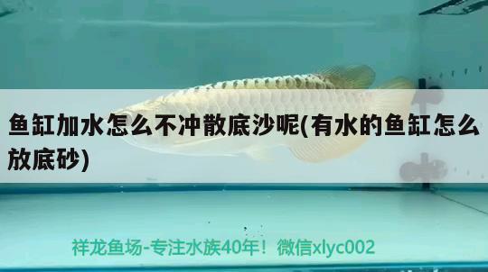 玻璃海象吃魚(yú)嗎：十大失去智商的動(dòng)物