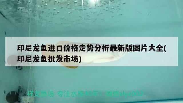 印尼龍魚進(jìn)口價(jià)格走勢(shì)分析最新版圖片大全(印尼龍魚批發(fā)市場) 龍魚批發(fā)