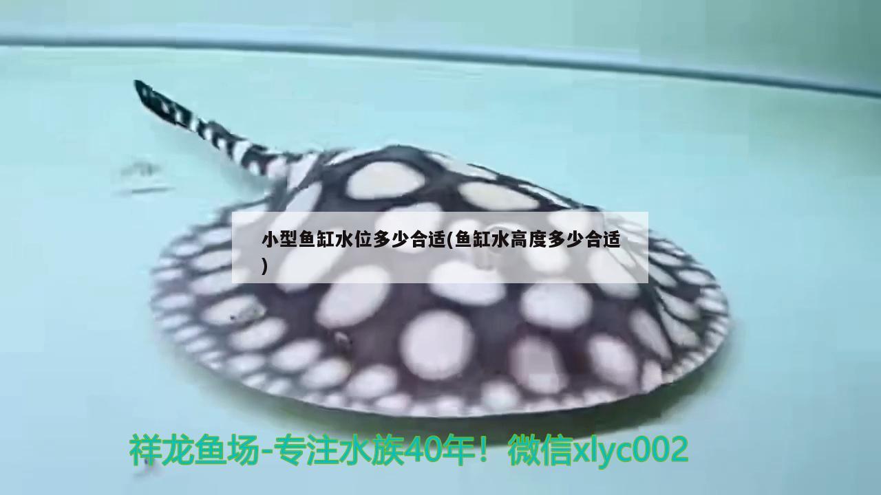 小型魚(yú)缸水位多少合適(魚(yú)缸水高度多少合適)