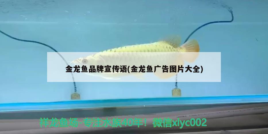 金龍魚品牌宣傳語(金龍魚廣告圖片大全) 白子黃化銀龍魚