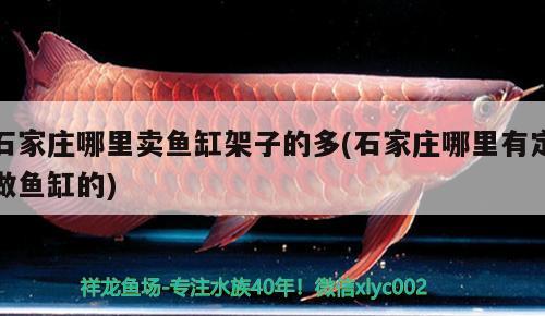 石家莊哪里賣魚缸架子的多(石家莊哪里有定做魚缸的) 廣州龍魚批發(fā)市場(chǎng)