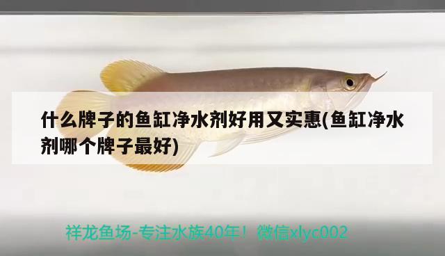 什么牌子的魚缸凈水劑好用又實(shí)惠(魚缸凈水劑哪個(gè)牌子最好) 照明器材