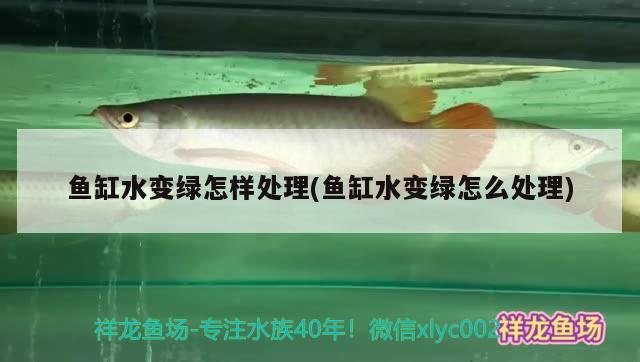 魚缸水變綠怎樣處理(魚缸水變綠怎么處理) 蝴蝶鯉魚苗