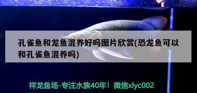 孔雀魚和龍魚混養(yǎng)好嗎圖片欣賞(恐龍魚可以和孔雀魚混養(yǎng)嗎) 羅漢魚批發(fā)