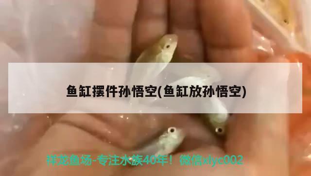 魚缸擺件孫悟空(魚缸放孫悟空) 溫控設(shè)備