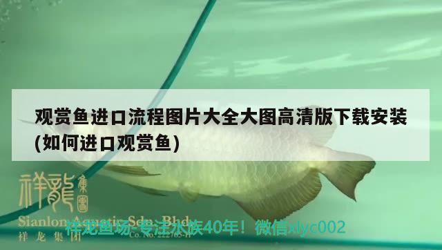 觀賞魚進口流程圖片大全大圖高清版下載安裝(如何進口觀賞魚) 觀賞魚進出口