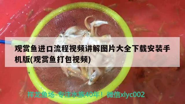 觀賞魚進口流程視頻講解圖片大全下載安裝手機版(觀賞魚打包視頻)