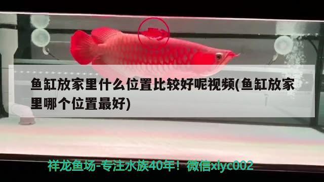 魚缸放家里什么位置比較好呢視頻(魚缸放家里哪個(gè)位置最好) 蝴蝶鯉