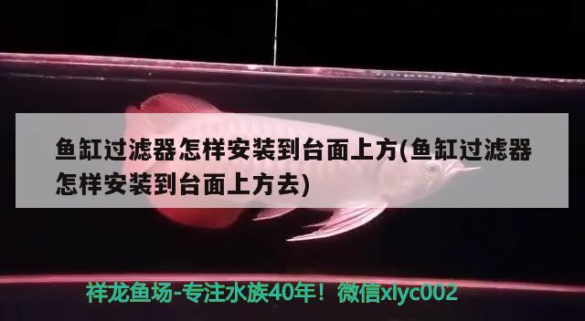 魚缸過濾器怎樣安裝到臺(tái)面上方(魚缸過濾器怎樣安裝到臺(tái)面上方去) 帝王三間魚