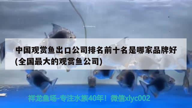 中國觀賞魚出口公司排名前十名是哪家品牌好(全國最大的觀賞魚公司) 觀賞魚進(jìn)出口