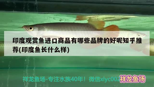 印度觀賞魚進口商品有哪些品牌的好呢知乎推薦(印度魚長什么樣) 觀賞魚進出口