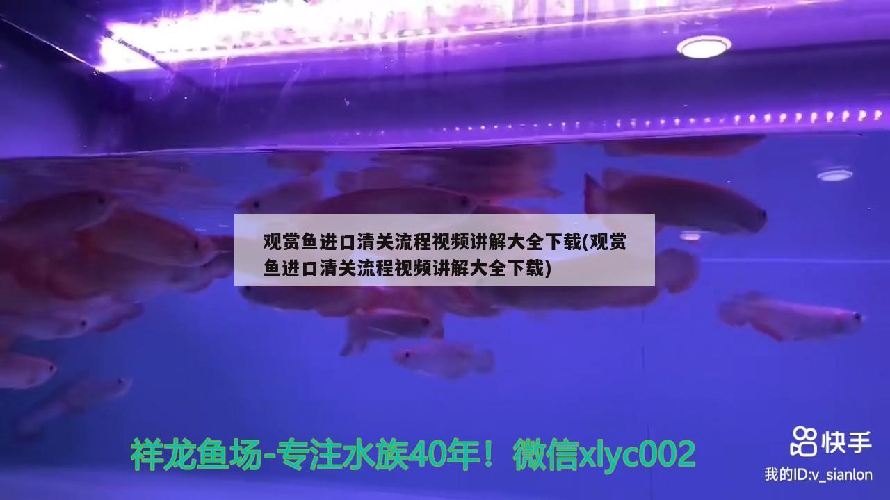 漂亮的魚缸造景圖片大全：漂亮的魚缸造景圖片大全集 廣州水族批發(fā)市場 第2張