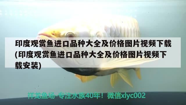 印度觀賞魚進口品種大全及價格圖片視頻下載(印度觀賞魚進口品種大全及價格圖片視頻下載安裝) 觀賞魚進出口