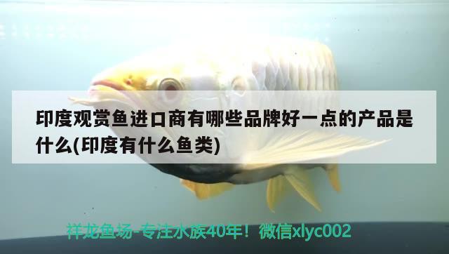 印度觀賞魚進口商有哪些品牌好一點的產品是什么(印度有什么魚類)