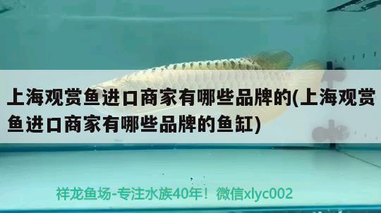 漂亮的魚缸造景圖片大全：漂亮的魚缸造景圖片大全集 廣州水族批發(fā)市場 第1張