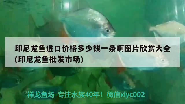 印尼龍魚進(jìn)口價格多少錢一條啊圖片欣賞大全(印尼龍魚批發(fā)市場) 龍魚批發(fā)