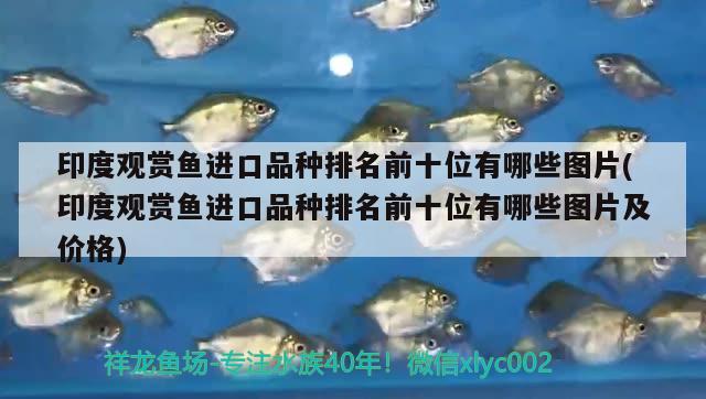 海底龍魚圖片大全：壯觀的海底龍魚世界，海底龍魚圖片大全及海底龍魚圖片大全及海底龍魚圖片大全