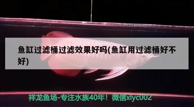 魚(yú)缸過(guò)濾桶過(guò)濾效果好嗎(魚(yú)缸用過(guò)濾桶好不好) 大嘴鯨魚(yú)