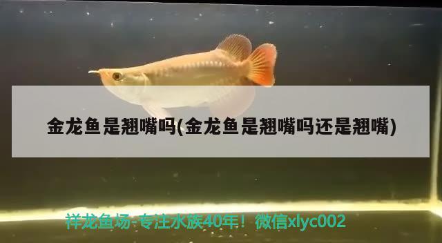 魚(yú)缸里長(zhǎng)褐色的藻(魚(yú)缸里長(zhǎng)褐色的藻是什么藻) 魚(yú)缸風(fēng)水