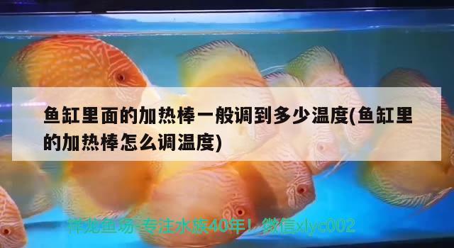 魚缸里面的加熱棒一般調到多少溫度(魚缸里的加熱棒怎么調溫度) 稀有紅龍品種