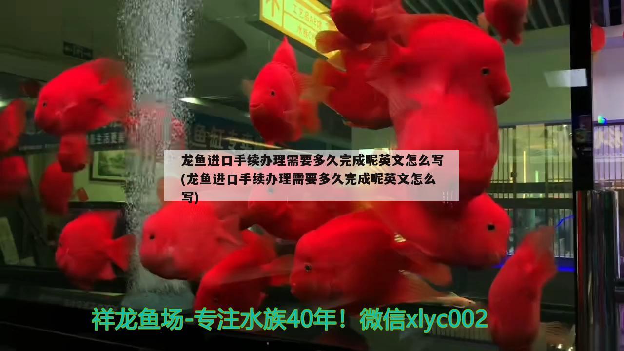 龍魚進(jìn)口手續(xù)辦理需要多久完成呢英文怎么寫(龍魚進(jìn)口手續(xù)辦理需要多久完成呢英文怎么寫) 觀賞魚進(jìn)出口