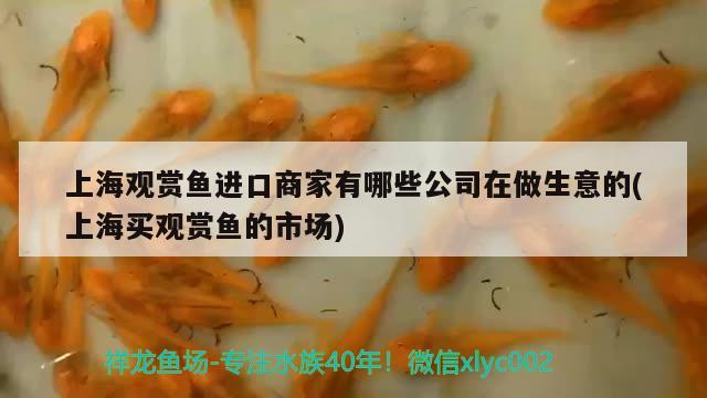 北京觀賞魚養(yǎng)殖基地有哪些（北京哪里賣魚缸的多） 魟魚百科 第1張