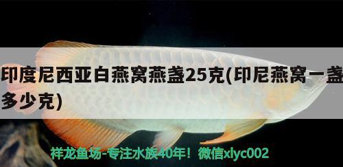 掉眼怎么救 白子銀版魚苗 第3張