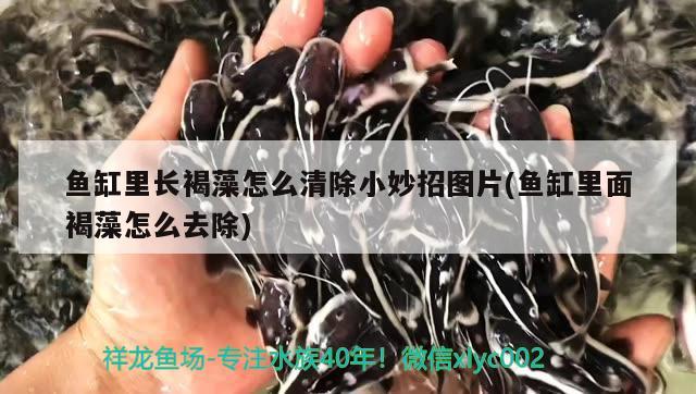 魚缸里長(zhǎng)褐藻怎么清除小妙招圖片(魚缸里面褐藻怎么去除)