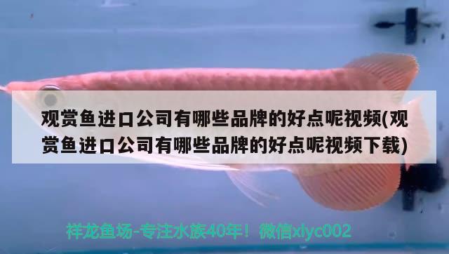 邯鄲觀賞魚市場高溫天氣搬家注意愛魚缺氧