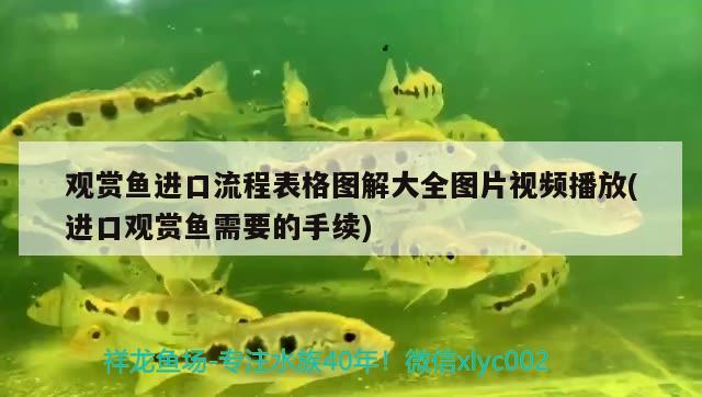 觀賞魚進(jìn)口流程表格圖解大全圖片視頻播放(進(jìn)口觀賞魚需要的手續(xù)) 觀賞魚進(jìn)出口