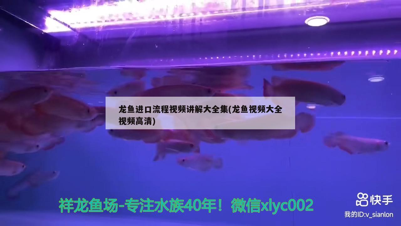 龍魚進(jìn)口流程視頻講解大全集(龍魚視頻大全視頻高清) 觀賞魚進(jìn)出口