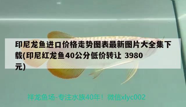 印尼龍魚進口價格走勢圖表最新圖片大全集下載(印尼紅龍魚40公分低價轉(zhuǎn)讓3980元) 印尼紅龍魚