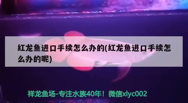 銀川魚缸回收電話號碼多少號（寧夏銀川市魚缸批發(fā)市場） 南美異型魚