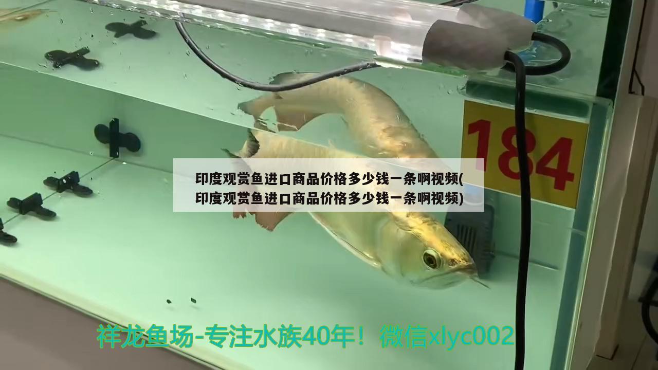 紅頭利魚:青島紅頭魚做法 紅頭利魚 第3張