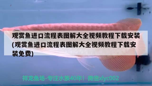 龍魚和飛鳳混養(yǎng)幾條最好(龍魚鳳魚可以混養(yǎng)嗎) 黃金河虎魚