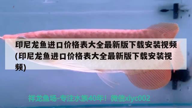 印尼龍魚進口價格表大全最新版下載安裝視頻(印尼龍魚進口價格表大全最新版下載安裝視頻) 觀賞魚進出口