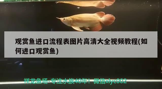 觀賞魚進(jìn)口流程表圖片高清大全視頻教程(如何進(jìn)口觀賞魚) 觀賞魚進(jìn)出口