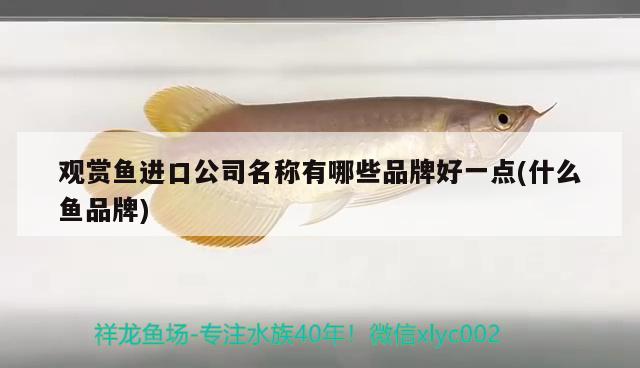 海水養(yǎng)觀賞魚最高水平 觀賞魚海水魚好養(yǎng)嗎 眼斑魚