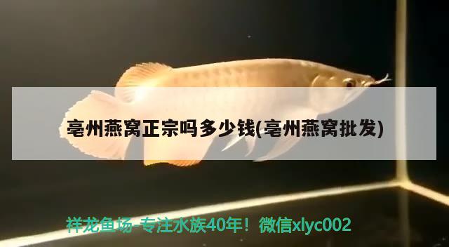 接吻魚會咬傷其它魚嗎：有一條錦鯉魚光追著另一條咬是怎么回事 觀賞魚 第2張