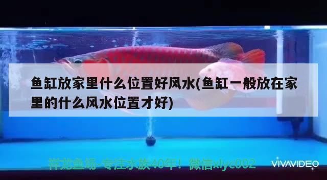 魚缸放家里什么位置好風(fēng)水(魚缸一般放在家里的什么風(fēng)水位置才好) 魚缸風(fēng)水