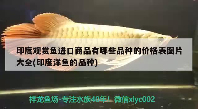 印度觀賞魚進(jìn)口商品有哪些品種的價(jià)格表圖片大全(印度洋魚的品種) 觀賞魚進(jìn)出口